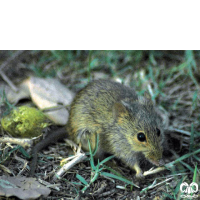 گونه موش بوته‌ زار هندی Indian Bush Rat  